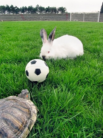 Weekly Review 76 - Animals playing football