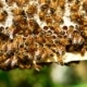Non League Review 104 - Bee Sting Histon